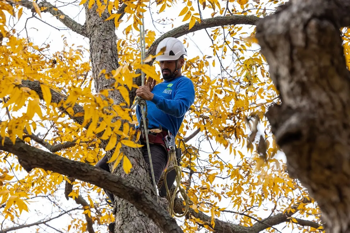Skilled Tree Trimming crew working in Wilson
